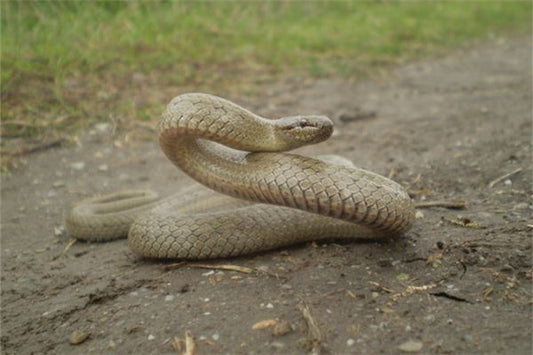 What Does It Mean to Dream of Being Bitten by a Snake?