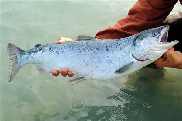 What Does It Mean to Dream of Catching a Big Fish?