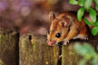 What Does It Mean to Dream of Eating Rat Meat?