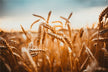 What Does It Mean to Dream of Harvesting Wheat?