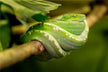 What Does It Mean to Dream of Killing a Big Snake - Green snake coiled on a branch in a lush environment.