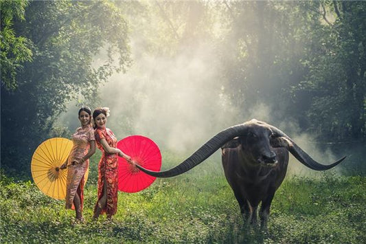 What Does It Mean to Dream of Leading a Big Buffalo?