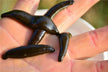 What Does It Mean to Dream of Leeches Sucking Your Blood?