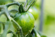 What Does It Mean to Dream of Lots of Unripe Tomatoes