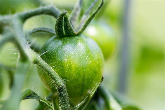What Does It Mean to Dream of Lots of Unripe Tomatoes