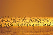 What Does It Mean to Dream of Many Birds?
