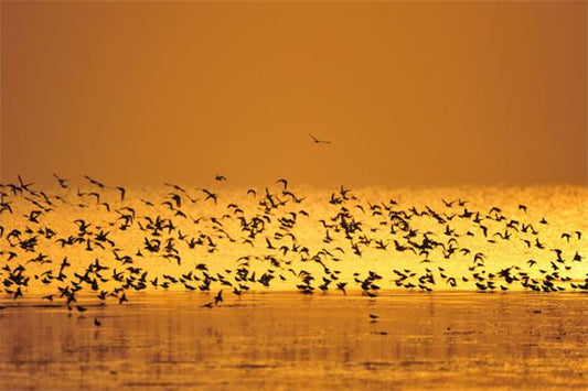 What Does It Mean to Dream of Many Birds?