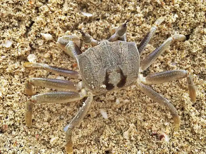 What Does It Mean to Dream of Many Crabs?