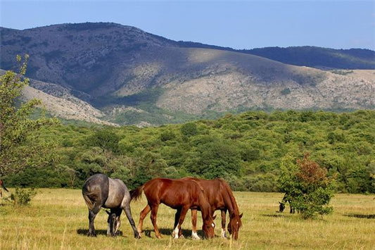 What Does It Mean to Dream of Many Horses?