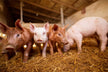 What Does It Mean to Dream of Many Pigs in a Pigsty?