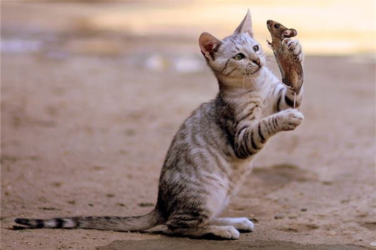 What Does It Mean to Dream of Mice and Cats