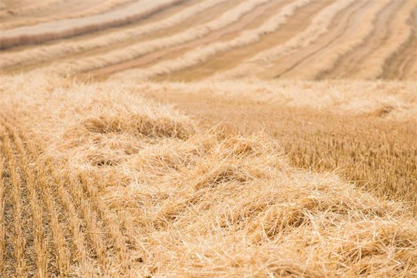What Does It Mean to Dream of Straw?