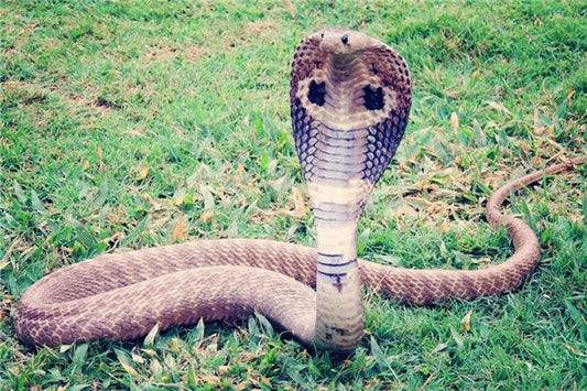 What Does It Mean to Dream of a Cobra?
