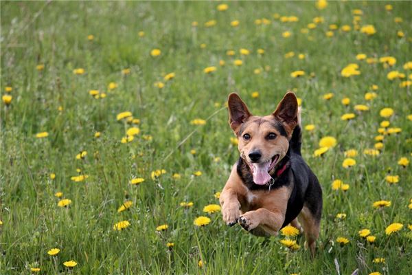 What Does It Mean to Dream of a Dog Biting Your Leg?