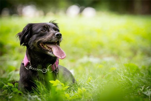 What Does It Mean to Dream of a Dog?