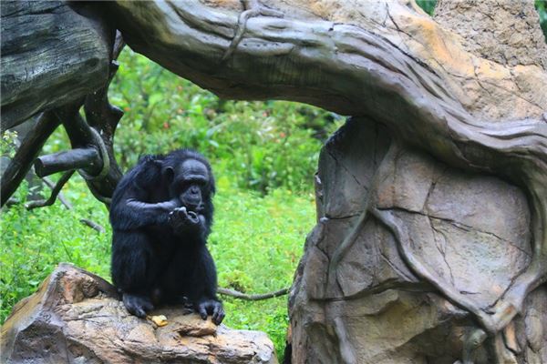 What Does It Mean to Dream of a Gorilla?