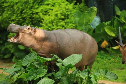 What Does It Mean to Dream of a Hippopotamus?