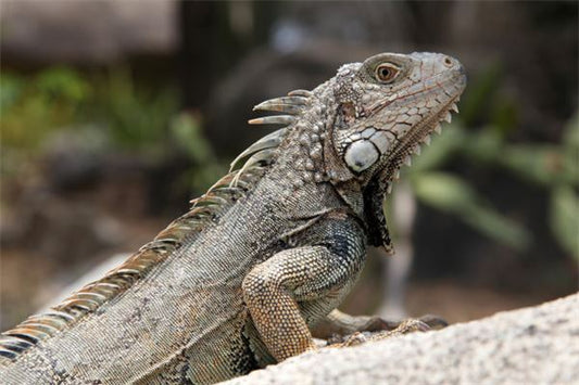 What Does It Mean to Dream of a Lizard?