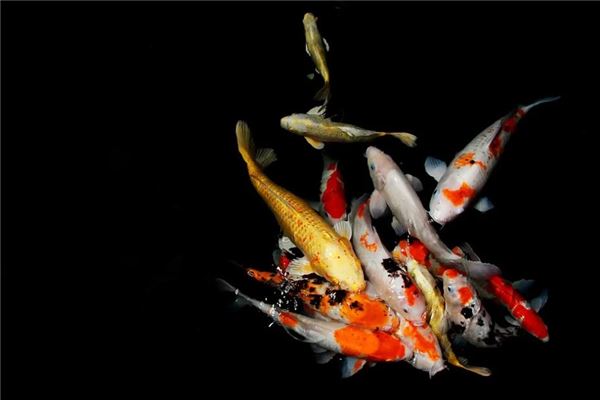 What Does It Mean to Dream of a Lot of Fish?