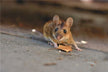 What Does It Mean to Dream of a Mouse Being Killed?