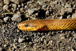 What Does It Mean to Dream of a Snake Chasing You?