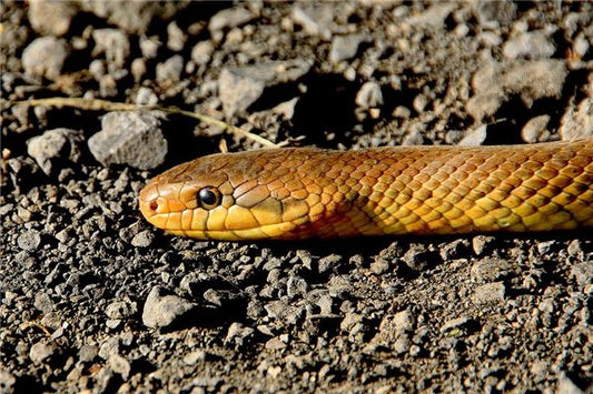 What Does It Mean to Dream of a Snake Chasing You?