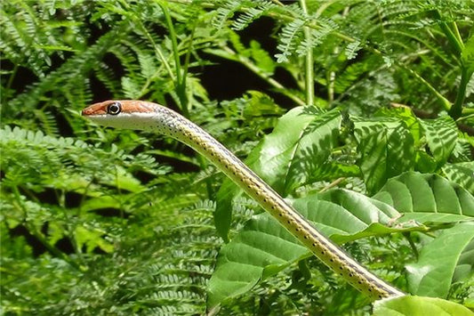 What Does It Mean to Dream of a Snake While Sleeping?
