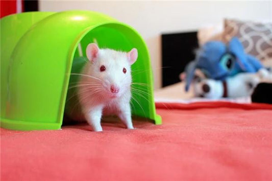 What Does It Mean to Dream of a White Mouse?