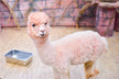 What Does It Mean to Dream of an Alpaca?