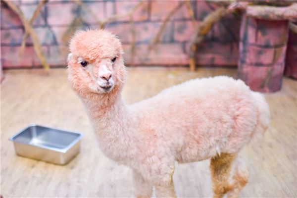 What Does It Mean to Dream of an Alpaca?