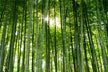 What Is the Omen of Dreaming of Bamboo