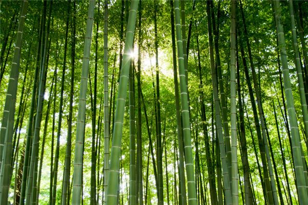 What Is the Omen of Dreaming of Bamboo