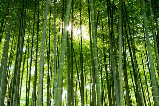 What Is the Omen of Dreaming of Bamboo