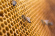 What Is the Omen of Dreaming of Bees Chasing Me?