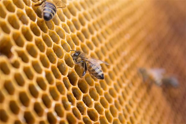 What Is the Omen of Dreaming of Bees Chasing Me?