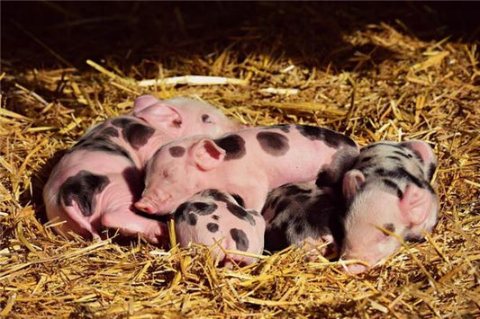 What Is the Omen of Dreaming of Buying a Pig to Raise?
