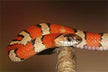 What Is the Omen of Dreaming of Killing a Snake?