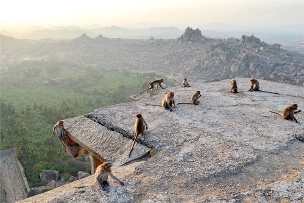 What Is the Omen of Dreaming of Many Monkeys?