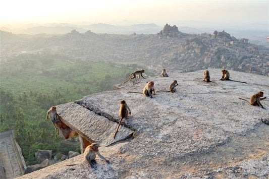 What Is the Omen of Dreaming of Many Monkeys?