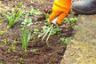 What Is the Omen of Dreaming of Pulling Weeds?