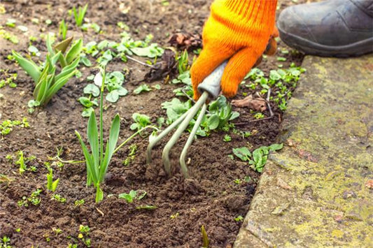 What Is the Omen of Dreaming of Pulling Weeds?