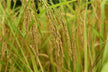 What Is the Omen of Dreaming of Ripe Rice