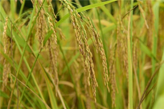 What Is the Omen of Dreaming of Ripe Rice