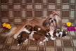 What Is the Omen of Dreaming of a Dog Giving Birth?