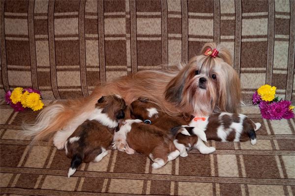 What Is the Omen of Dreaming of a Dog Giving Birth?