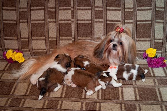 What Is the Omen of Dreaming of a Dog Giving Birth?