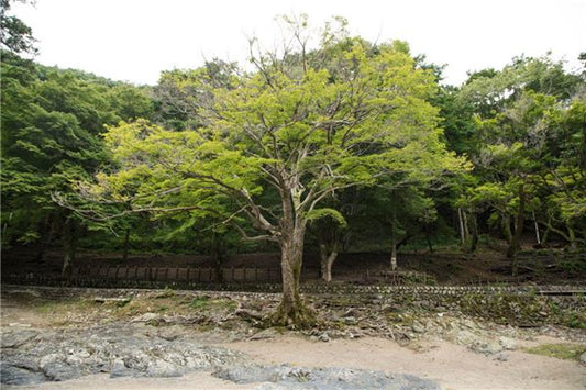 What Is the Omen of Dreaming of a Large Tree Breaking?