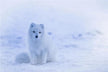 What Omen Does It Signify to Dream of Animals?