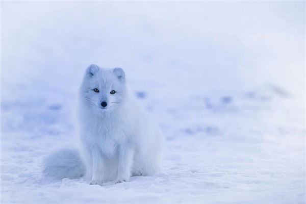 What Omen Does It Signify to Dream of Animals?
