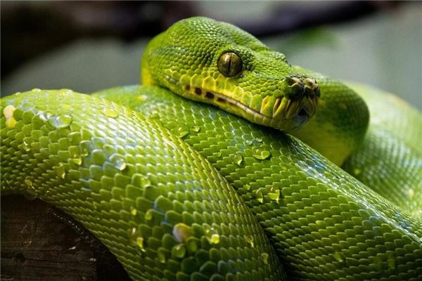 What Omen Does It Signify to Dream of Killing a Snake?